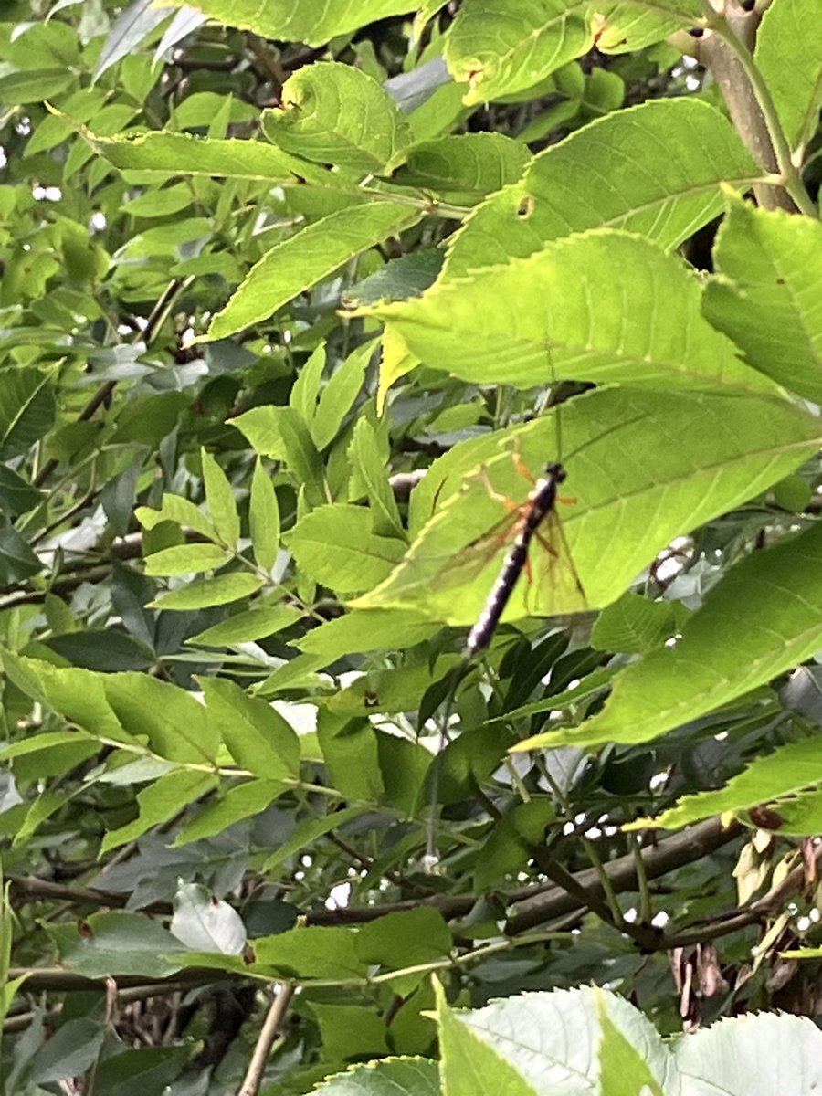 dartwalker's tweet photo. Dear #wildlifetwitter #insecttwitter #wasps #flyinginsects #bugid @DevonWildlife can anyone tell me what this flying insect with a long, thin spike trailing behind it is? Spotted in a field on the Dart valley on an ash tree this week. https://t.co/7qYJEaEM7E