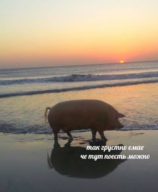 dudejamb's tweet photo. ну я https://t.co/Ln1cBzsNTM