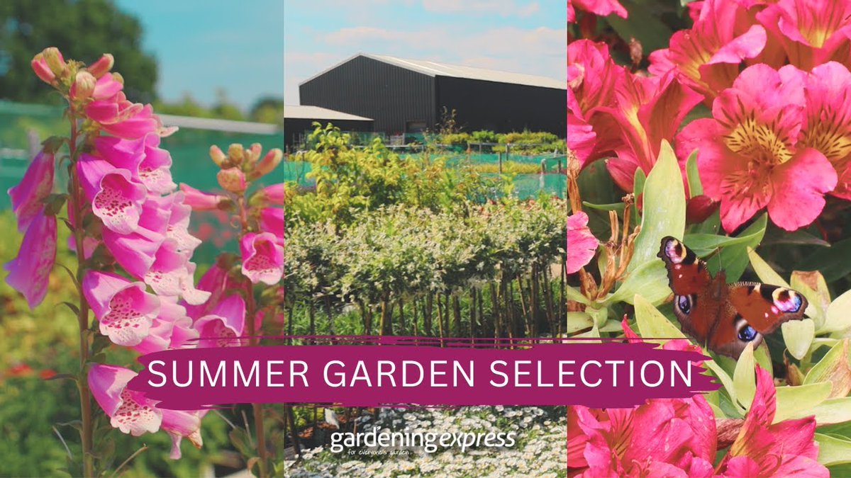 As we near summer's end, we wanted to show you the nursery and some of our stunning plants. We have a wide range of plants looking great in the nursery. Shop now: gardeningexpress.co.uk
Watch now youtu.be/GmABOqnQLvY
