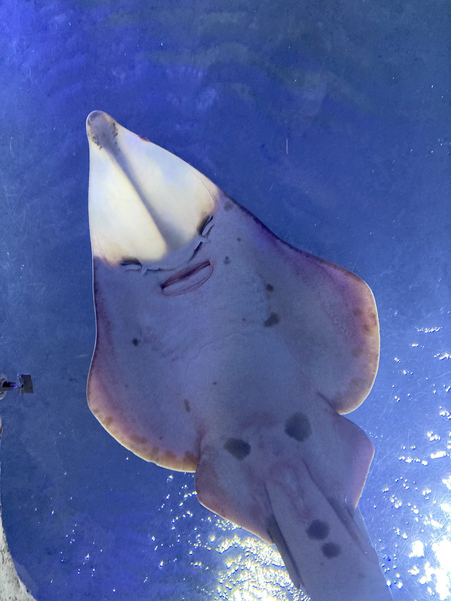 🎶𝑅𝑜𝓁𝑜 𝒯𝑜𝓃𝓎 𝐵𝓇𝑜𝓌𝓃𝓉𝑜𝓌𝓃🎶 tweet media