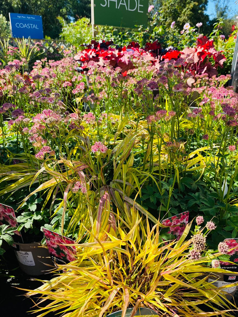 Rather than the typical colours created by traditional flowering perennials and shrubs, #grasses offer luminosity, shape and texture.

Our Plant Area has a wonderful range of grasses available.
