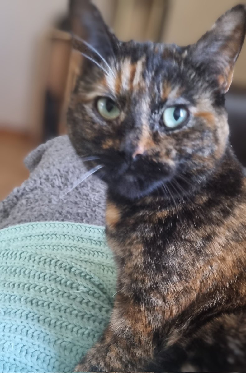 Karen_acts's tweet photo. Morning chats working on my French. Perdita is a good listener. #selfcare #improvingmyself #learningfrench🇫🇷 https://t.co/n9QflRWVxf