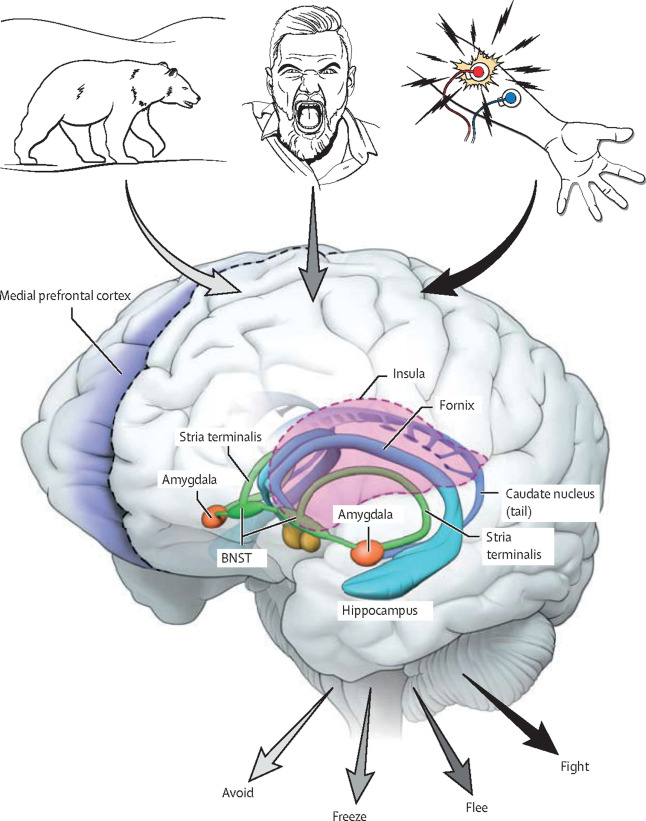 Neurosciencean3's tweet photo. Novel #mechanism-based #treatments for #pediatric #anxiety and #depressive #disorders
Read more: https://t.co/KkwFpg5mZm 
share your paper on: https://t.co/GSMlgBokKS 
#npoa 
#manuscript 
#research  
#Mood #disorders https://t.co/UBJKPEvdmE