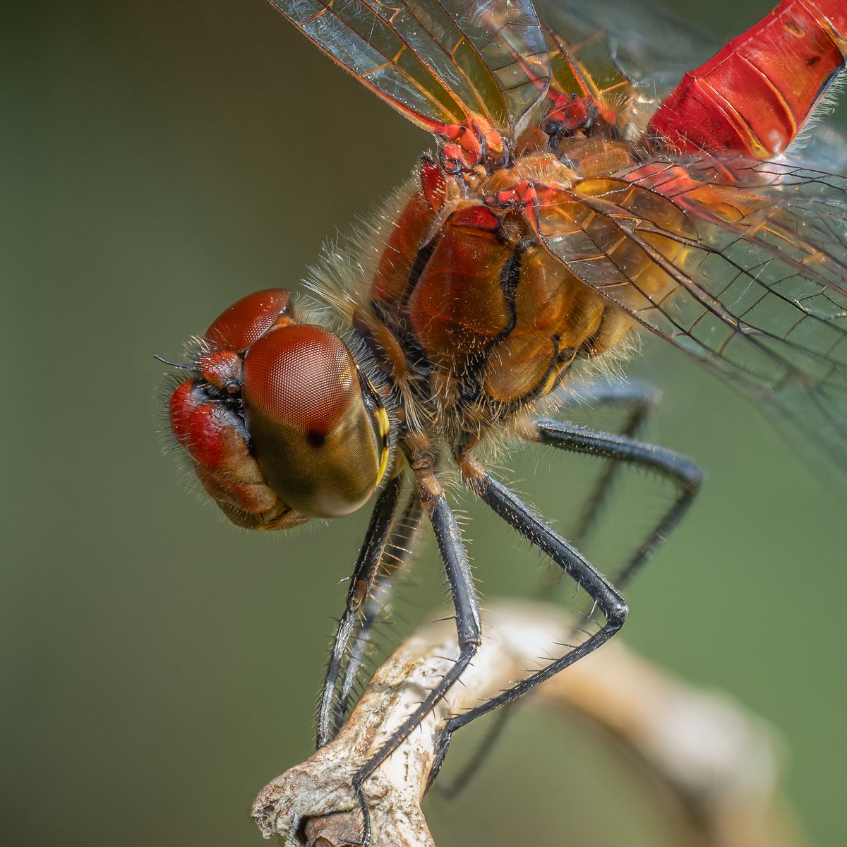 Une jolie Sympetrum sanguineum à l'affût. 

Prise il y a qq jours sous un soleil de plomb, d'où la légère iridescence des reflets, mais impossible de lui faire de l'ombre. Stacker 27 photos en pleine journée comme ça était déjà bien ballsy.