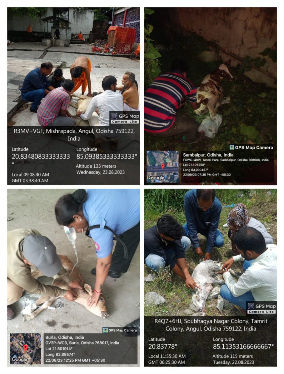 SAWBOdisha's tweet photo. "Team AHL dedicatedly working day and night to support our stray animals across various parts of Odisha  #AHLOdisha #SAWBOdisha #AnimalLovers" https://t.co/YtTzcv0095