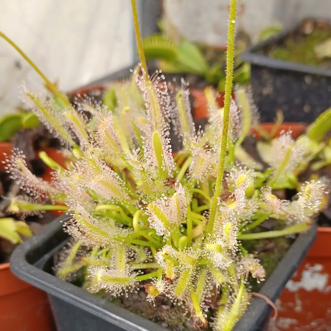 PlantesInfos's tweet photo. Rendez-vous dimanche 27 août à la brocante de Montevrain 77144 avec des plantes carnivores ! Débutants, amateurs ou curieux à dimanche ! 
#Montévrain #PlanteCarnivore #Brocante #plante #plantes https://t.co/5JLFmKR3mt