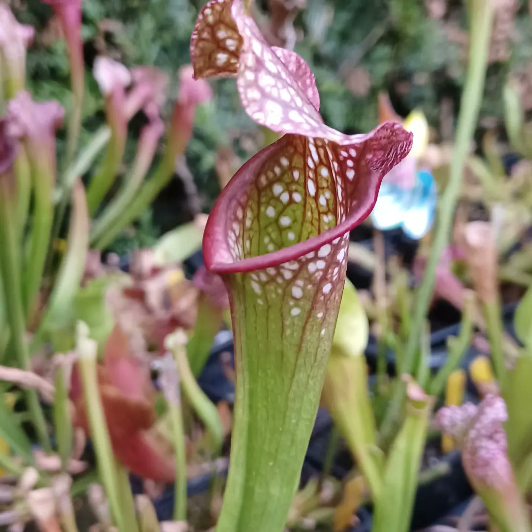 PlantesInfos's tweet photo. Rendez-vous dimanche 27 août à la brocante de Montevrain 77144 avec des plantes carnivores ! Débutants, amateurs ou curieux à dimanche ! 
#Montévrain #PlanteCarnivore #Brocante #plante #plantes https://t.co/5JLFmKR3mt