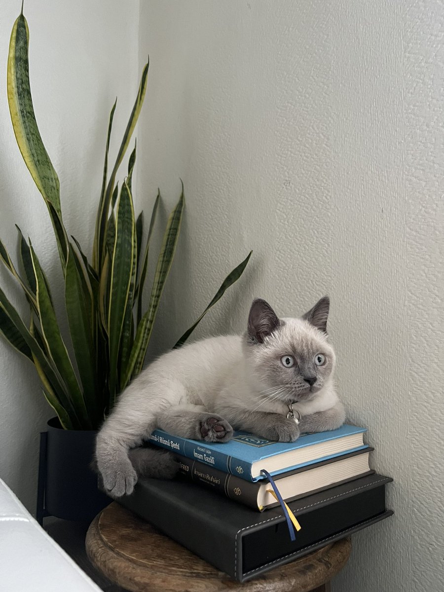 zekokatar's tweet photo. 😻😻 https://t.co/SqQQlOZaXT