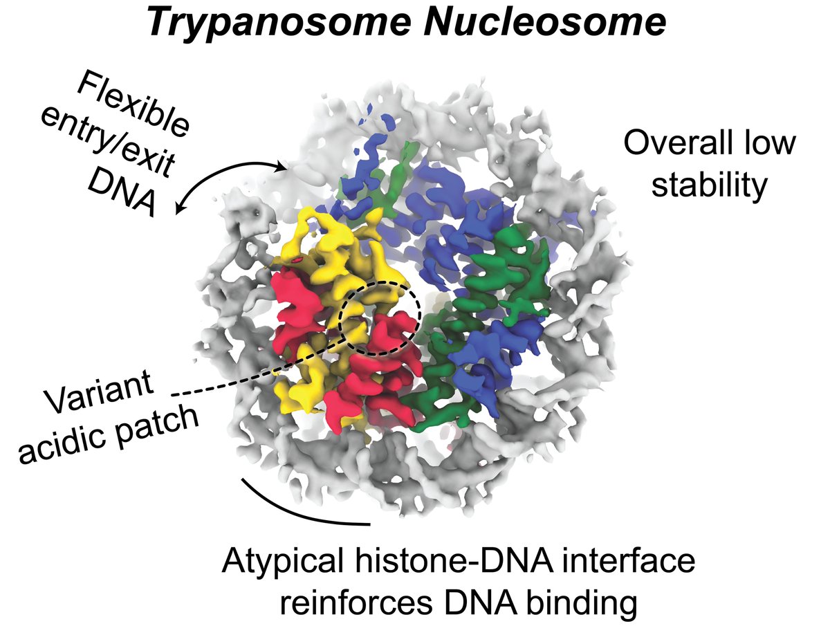 Cryo-EM structure of the parasite Trypanosoma brucei nucleosome unveils atypical characteristics. Work published in @NAR_Open from @mdrwilson @GauriDeak doi.org/10.1093/nar/gk…