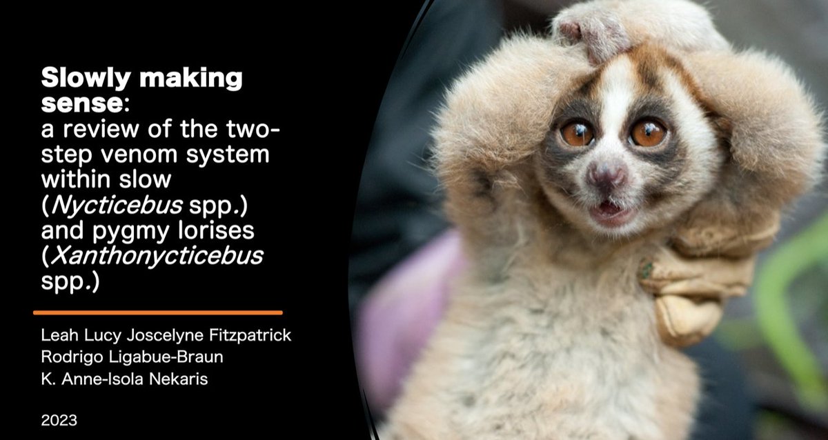 Lightening strikes twice! Another paper!!! SLOWLY MAKING SENSE: A REVIEW OF THE TWO-STEP VENOM SYSTEM WITHIN SLOW (NYCTICEBUS SPP.) AND PYGMY LORISES (XANTHONYCTICEBUS SPP.) mdpi.com/2072-6651/15/9… Here is a very short thread on the key points: