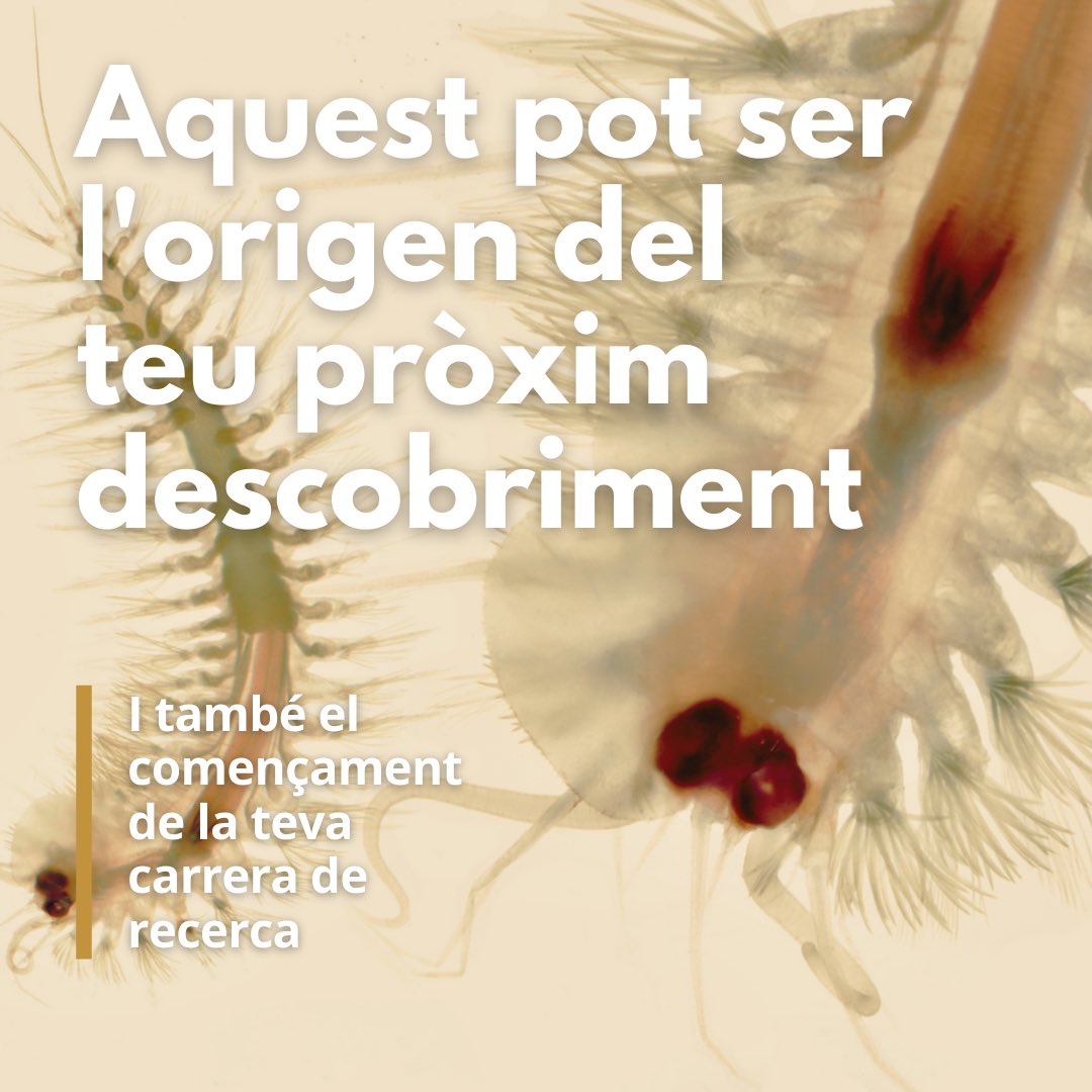 Obert el termini d'inscripció!
7 beques d’investigació convocades per @imedea_uib_csic JAE Intro ICU memòria del Dr. Javier Benedí.
lc.cx/3KUnfR

📸Faro de Portocolom - IMEDEA, CSIC-UIB
📸Xyrichtys novacula©Pep Alós,IMEDEA, CSIC-UIB
📸Pollentia prezi©Miquel Àngel Gual