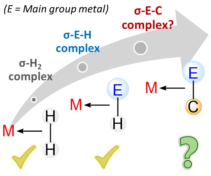 Do Transition Metal Sigma Complexes of Main Group Metal E–C bonds Exist? That's the question we tried to answer in this perspective work. sciencedirect.com/science/articl…