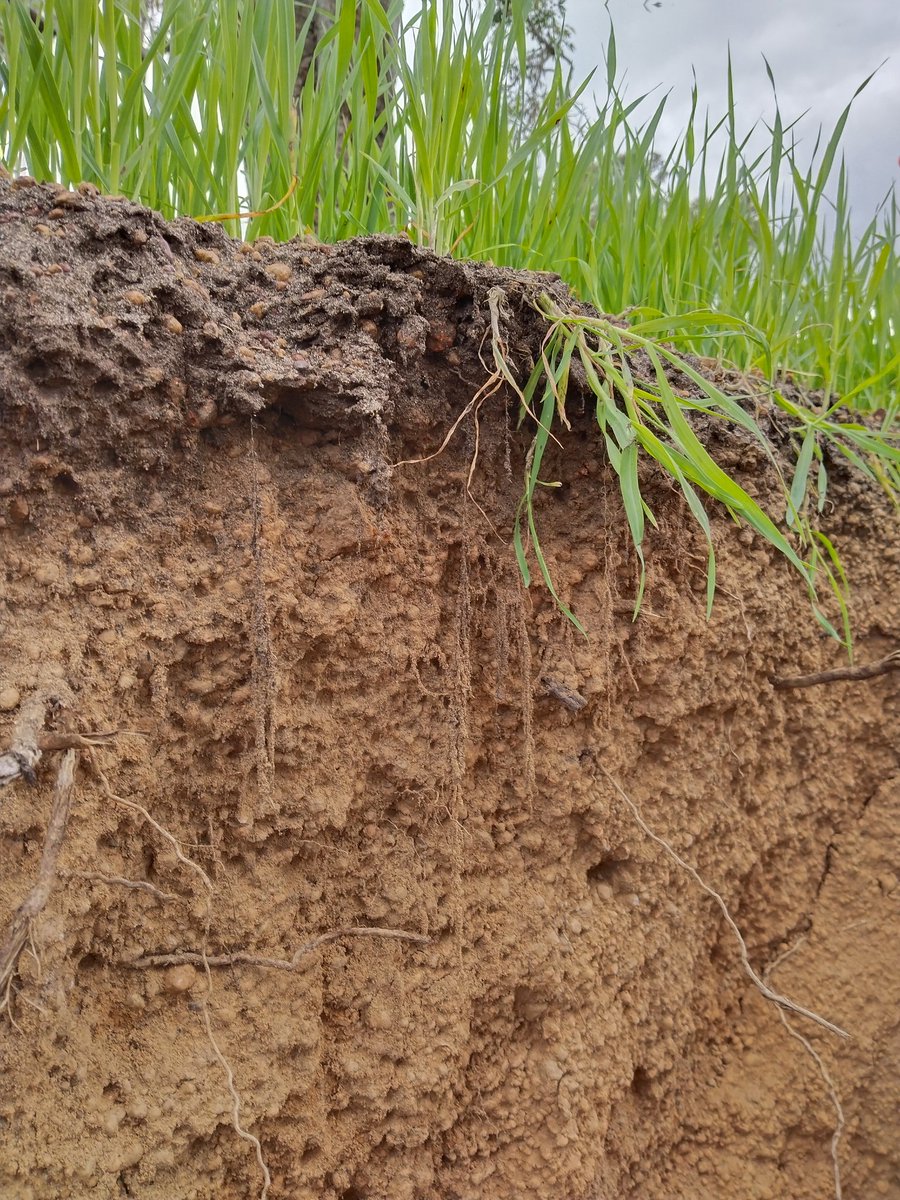 Mick Davis tweet media