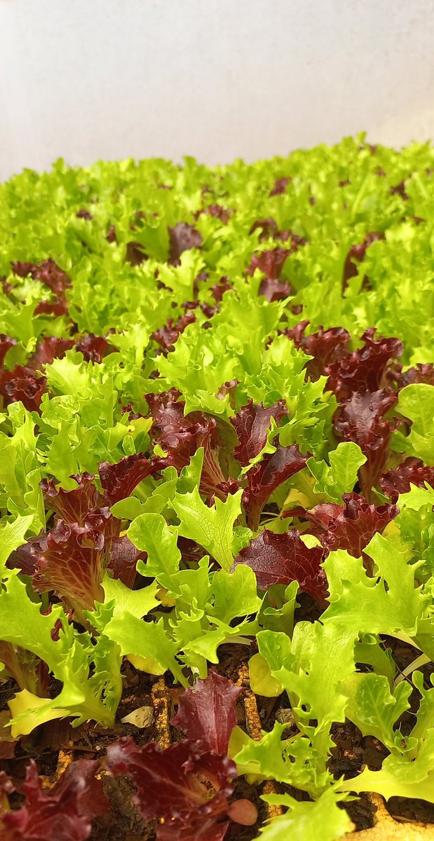 Greenhope Seedlings Nursery has these to transplant:

▪️Royale plus 
▪️Star 9009 
▪️Star 9065 
▪️Chibli
▪️Broccoli 
▪️Cauliflower 
▪️Red cabbage 
▪️Tengeru select
▪️Rodade plus
▪️Rio Grande
▪️Green pepper
▪️Lettuce 

Onion:
▪️Irati 
▪️Capricio  
▪️Red onion 

Sales 0781609809.