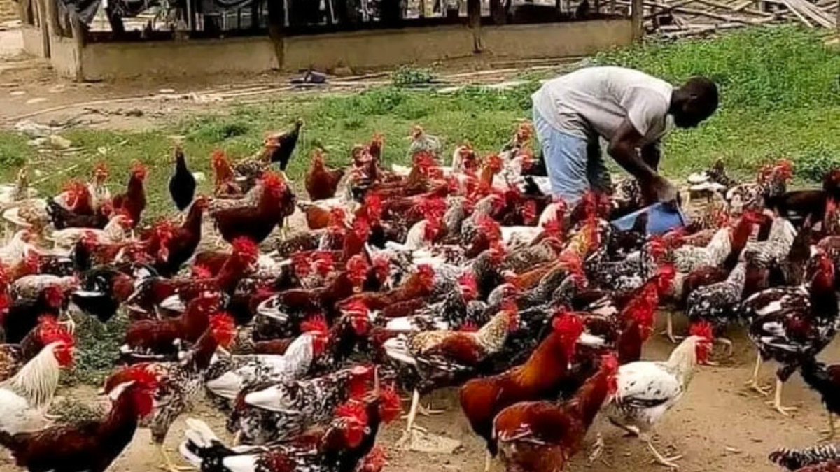 International Fund for Agricultural Development tweet media