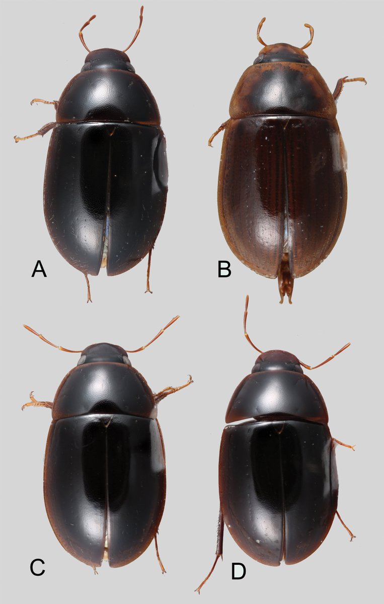 This study combines morphological and molecular data to define species groups within the water scavenger beetle genus Novochares, redescribe the 15 previously described species, and describe 38 #NewSpecies.

👉Read more: doi.org/10.3897/zookey…

#Coleoptera