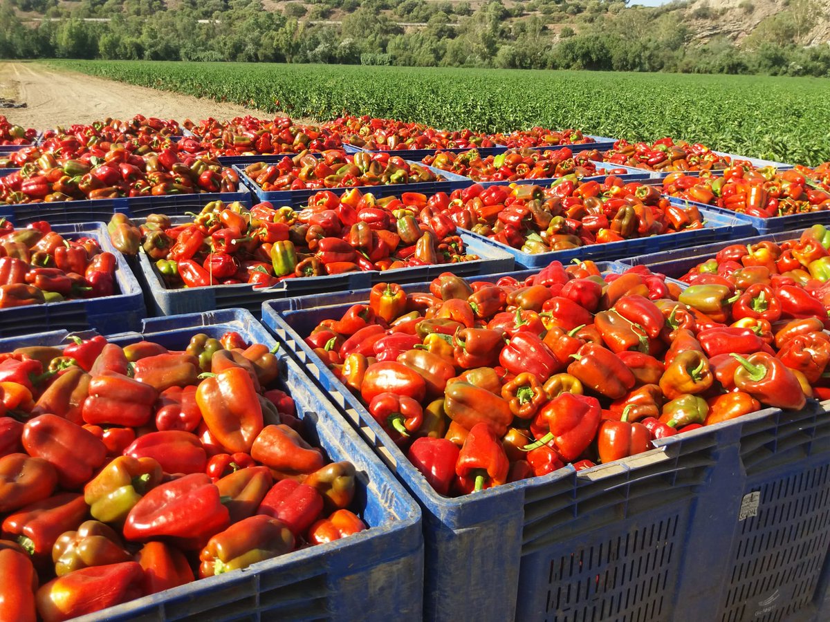 CoagCadiz's tweet photo. Pedazos de 🫑 buenos que han recolectado hoy compañeros de El Torno 💯
#AgriculturaSocial
#agriculturaProfesional https://t.co/Nm5RGf5tHs