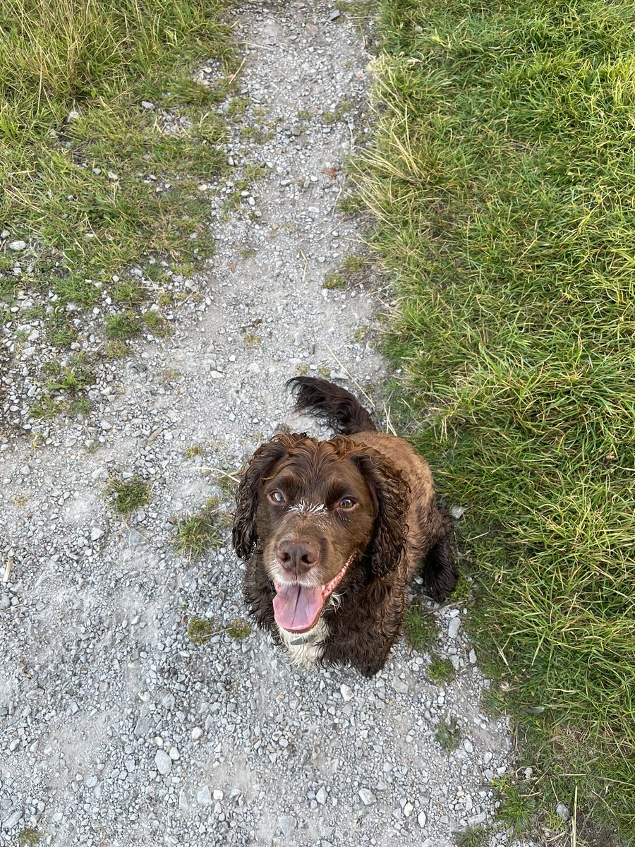Tarka McSpaniel (@tarkamcspaniel) on Twitter photo They still haven’t cleaned my face. They still haven’t cleaned my face.