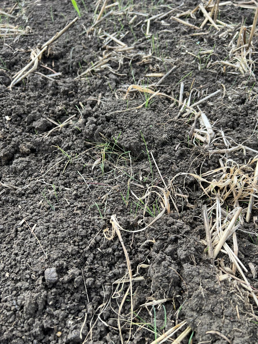 gaff1wiz's tweet photo. Oilseed Rape drilling has been delayed on this field due to time and weather conditions, the barley volunteers and blackgrass was sprayed off 9 days ago. However glad it hasn’t been drilled. #2ndflush https://t.co/s1a7W3FIG5