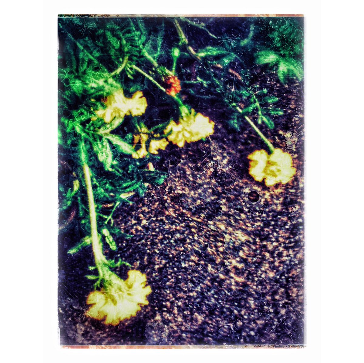 kikutaroid's tweet photo. 拉げる
#街歩き
#scene
#花 #flower
#植物 #plants
#路傍 #roadside
#agfaphoto #sensor505x
#compactdigitalcamera #comdigi #5megapixels #toydigi
#trimmed #retouched #filtereffects #hardeffect
#maxcurveapp #snapseedapp https://t.co/GwH1U1OkaM