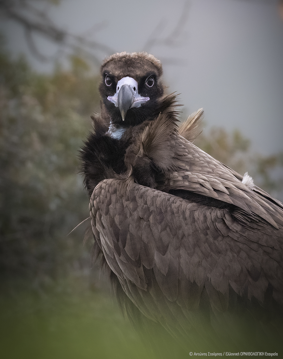 ornithologiki's tweet image. ‼️  🔥 Το Εθνικό Πάρκο Δαδιάς, το διαμάντι της Θράκης, στις φλόγες για 2η συνεχόμενη χρονιά! Τεράστια οικολογική καταστροφή σε μία από τις σημαντικότερες προστατευόμενες περιοχές για τα αρπακτικά πουλιά και τους γύπες της Ελλάδας και της Ευρώπης: bit.ly/3qARU7x #φωτιά