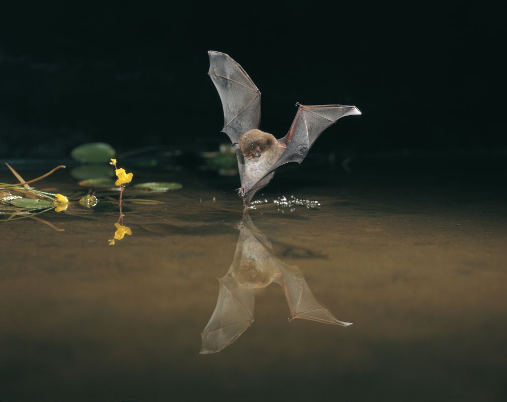 27th #InternationalBatNight – Curtains up for the nocturnal flight artists. This weekend, thousands of people across six continents will head out at dusk to celebrate bats - here we share what all the fun is about and how to get involved. bats.org.uk/news/2023/08/2… Photo (c)…