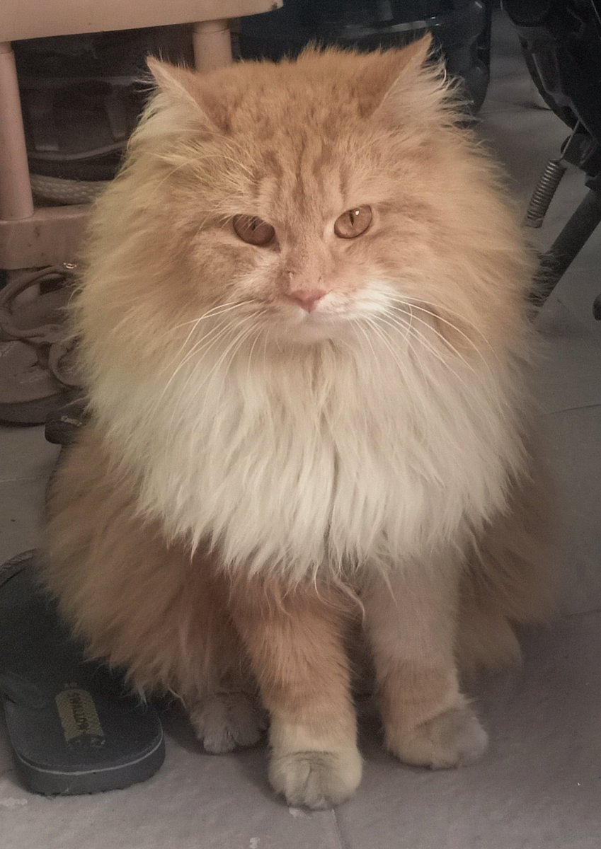 kochengfs's tweet photo. Kcg! Minimal nyisir dekkkk
😾: Oke, baiklah.
https://t.co/YpUkgscBx4