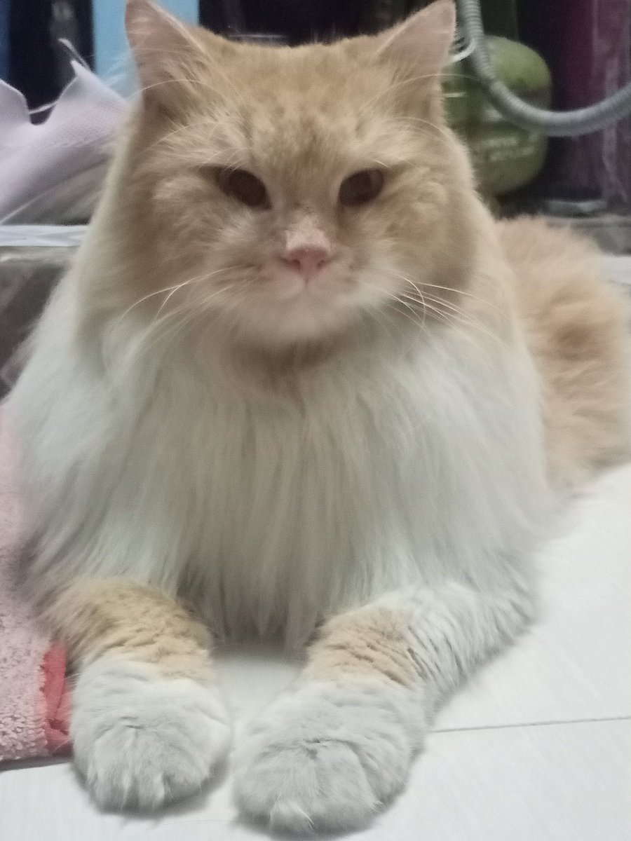 kochengfs's tweet photo. Kcg! Minimal nyisir dekkkk
😾: Oke, baiklah.
https://t.co/YpUkgscBx4