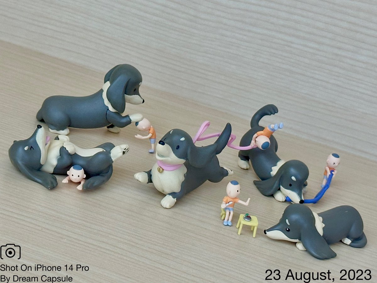 🌟新入荷ガチャ商品プレゼントCP🌟 大きくなったダックスフンドと