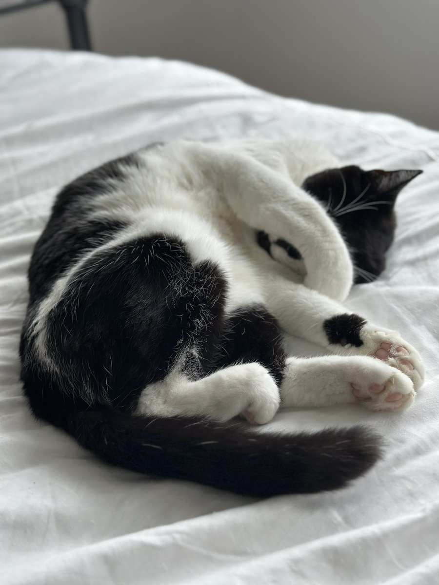 TheCatBabies's tweet photo. Chicken: Still recovering from Dog’s birthday… I went a bit hard on the many delicious treats and the nip 🖤🐈‍⬛ #nipfaced https://t.co/bn6zlnOsS9
