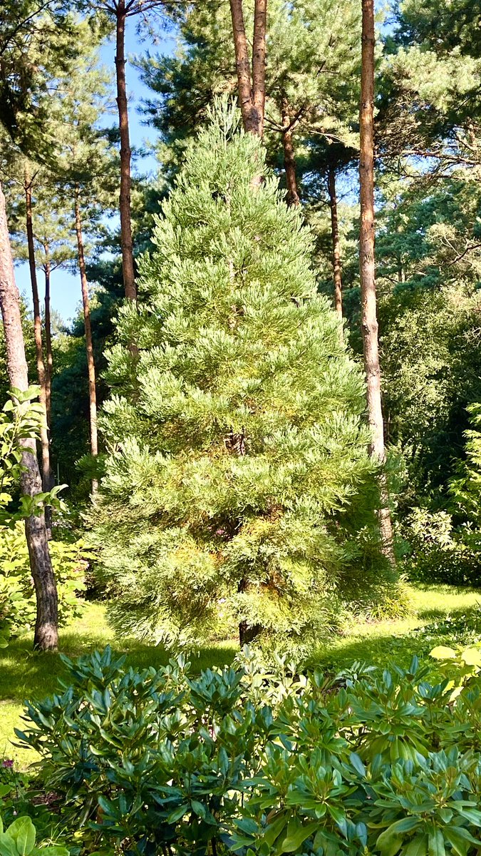 AndrzejUejciec's tweet photo. Ciekawe, czy ten mamutowiec #sequoiadendron będzie za 100 lat kogoś cieszył, tak jak mnie dziś? :-)) https://t.co/OuCwuMcim2