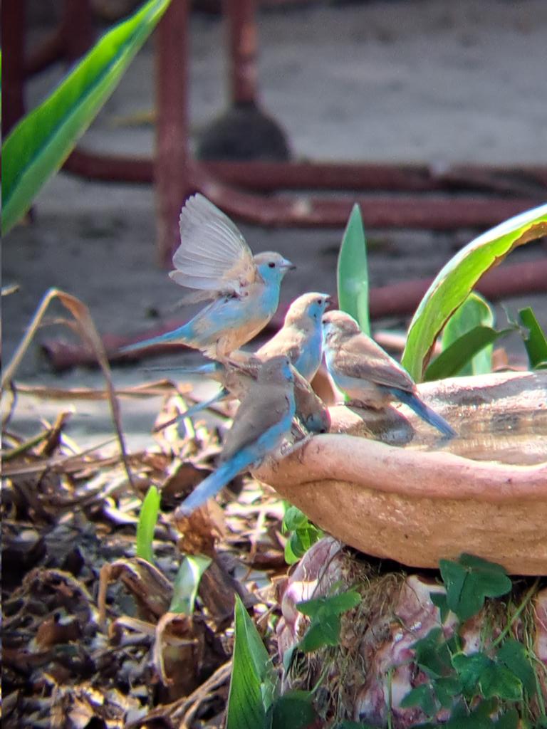 Very warm today, a large variety of birds drinking in the garden.
#BlueWaxbills #Budidistrict