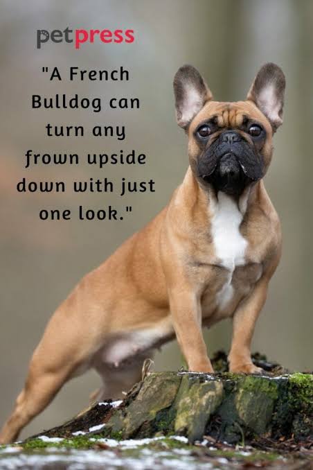 French_Bulldogg's tweet photo. “Money can buy you a fine dog, but only love can make him wag his tail.”
#staffordshirebullterrier #bluestaffypuppy #staff
#staffysofinstagram #staffiesofinstagram #staffiesdaily
#bluestaffy #staffylove #bluestaff #staffylife
#staffygram #staffiemoments #staffypuppy https://t.co/ETyYRfcNP7