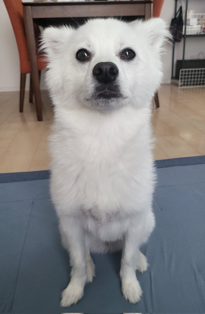 ようすけ tweet media