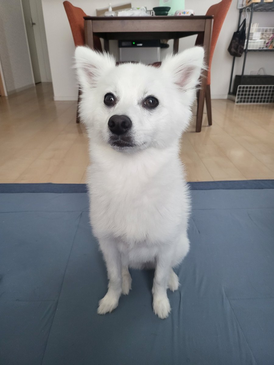 ようすけ tweet media