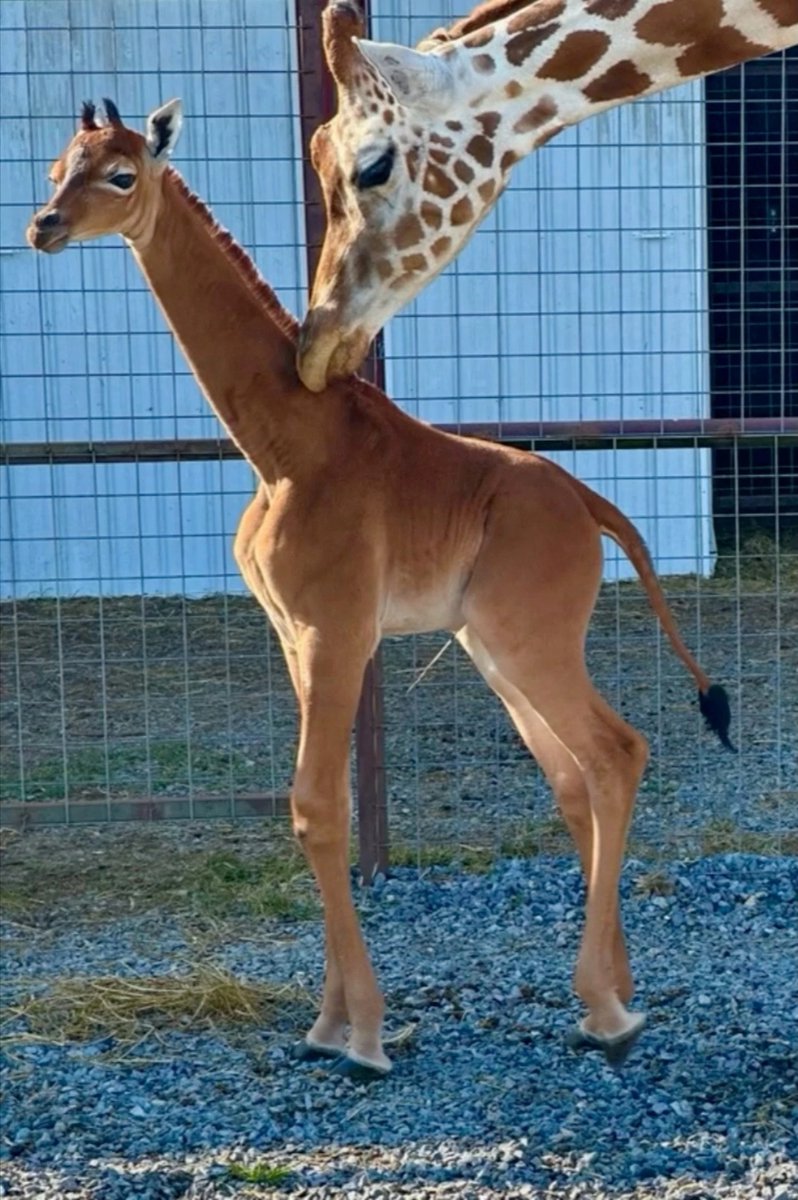 Jeste li ikada vidjeli žirafu bez pjega? 
#ZooBaby #Giraffe #GiraffeCalf #BabyGiraffe #TennesseeZoo 
shorturl.at/aoBY8