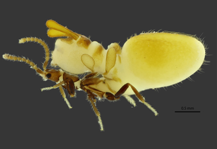 A #newspecies and morphological notes on the remarkable termitophilous genus Austrospirachtha Watson from #Australia (#Coleoptera: Staphylinidae: Aleocharinae)
mapress.com/zt/article/vie…
#Taxonomy #beetles