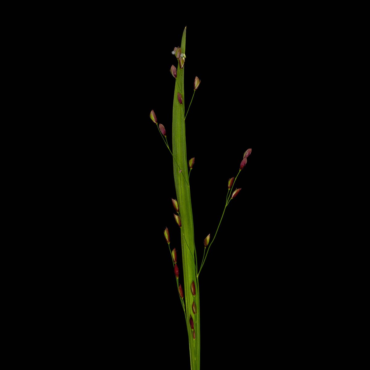 ColorsProjekt's tweet photo. "I believe a leaf of grass is no less than the journey-work of the stars" – Walt Whitman

1. Urtica
2. Melica uniflora
3. Adoxa moschatellina
4. Reseda luteola

#green #onemonthonecolor #biodiversity #photograghy #artproject https://t.co/grAyGTs9S6