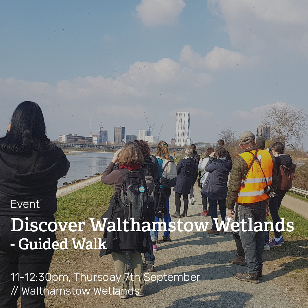 Want to know more about the amazing wildlife and history on the reserve? Find out on our Discover Walthamstow Wetlands guided walk🦆 Visit wildlondon.org.uk/events to book your free place Thank you to @LeicaBirding for supporting this event 📷 @WildLondon @our_wf @thameswater