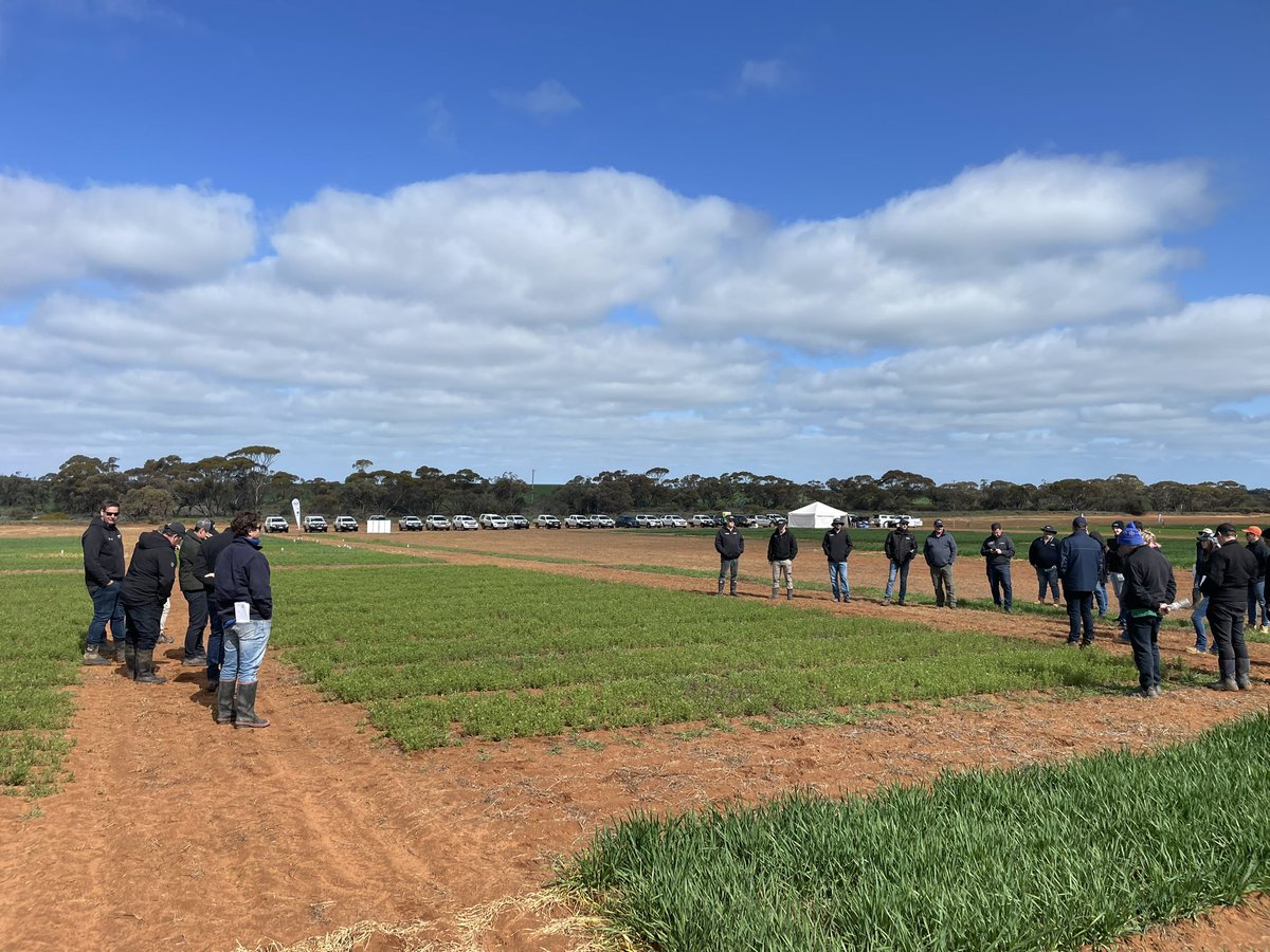 Andrew McMahen (@andrewmcmahen) on Twitter photo Great day & fantastic turnout of the Victorian <a href="/AuNutrien/">Nutrien Ag Solutions Australia</a> Broadacre Agronomy team for a day of robust discussion and information sharing <a href="/NASManangOuyen/">Nutrien Ag Solutions Manangatang Ouyen & Underbool</a> trial site Great day & fantastic turnout of the Victorian <a href="/AuNutrien/">Nutrien Ag Solutions Australia</a> Broadacre Agronomy team for a day of robust discussion and information sharing <a href="/NASManangOuyen/">Nutrien Ag Solutions Manangatang Ouyen & Underbool</a> trial site