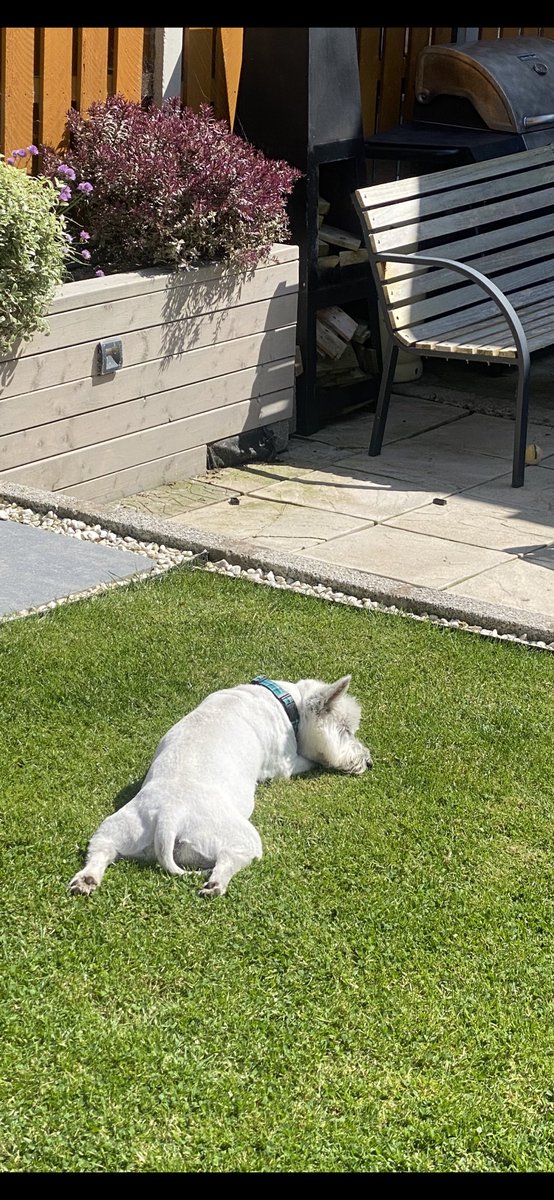 Think it’s a day for just chilling in the garden 🐾 wake me up when lunch is ready 🤣
