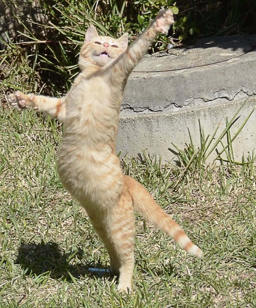バレリーナみたいな猫が撮影された貴重な瞬間