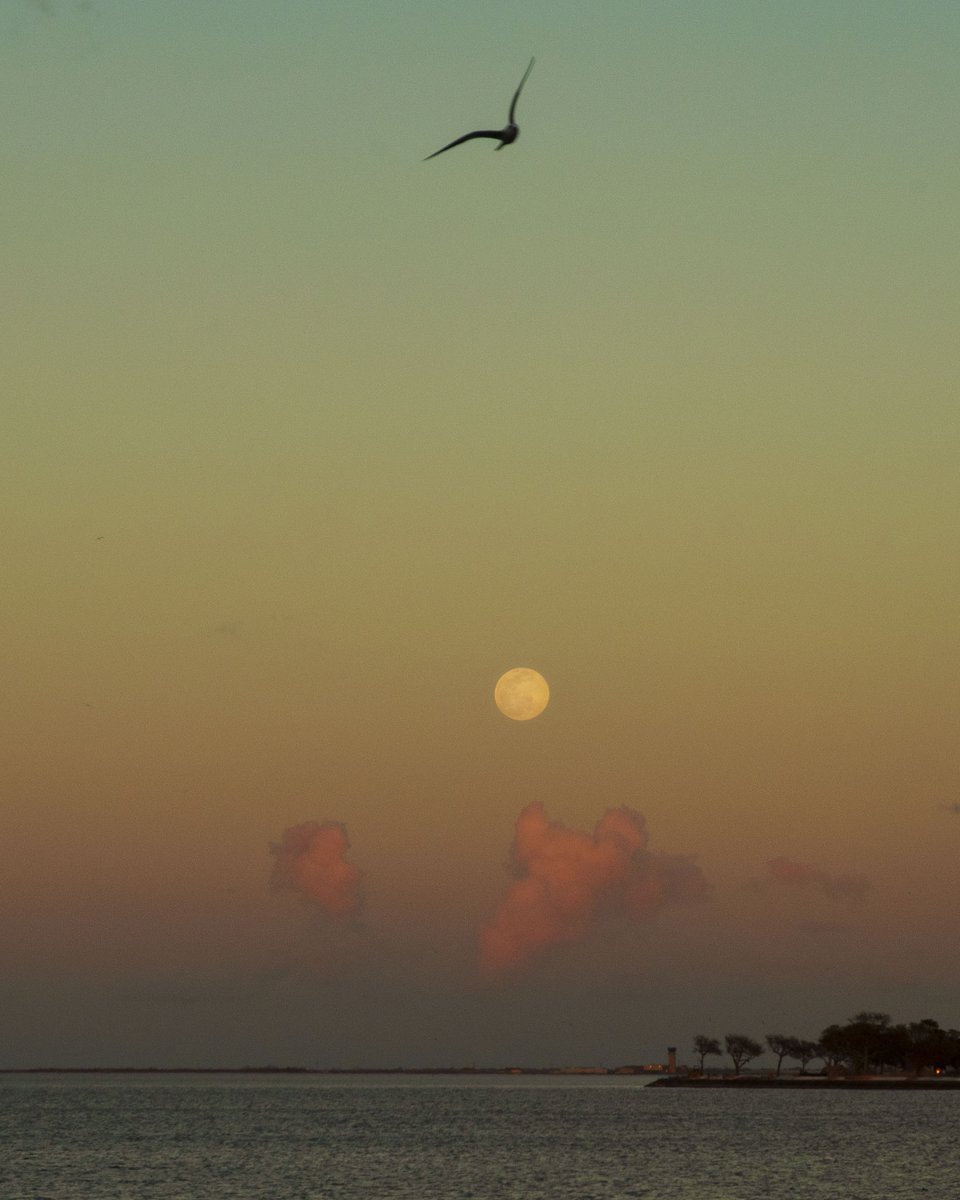 virginiahanusik's tweet image. there were no photographs of south louisiana in this morning's new york times piece about how new orleans will no longer exist during my generation so here's some beauty that i know and love very much