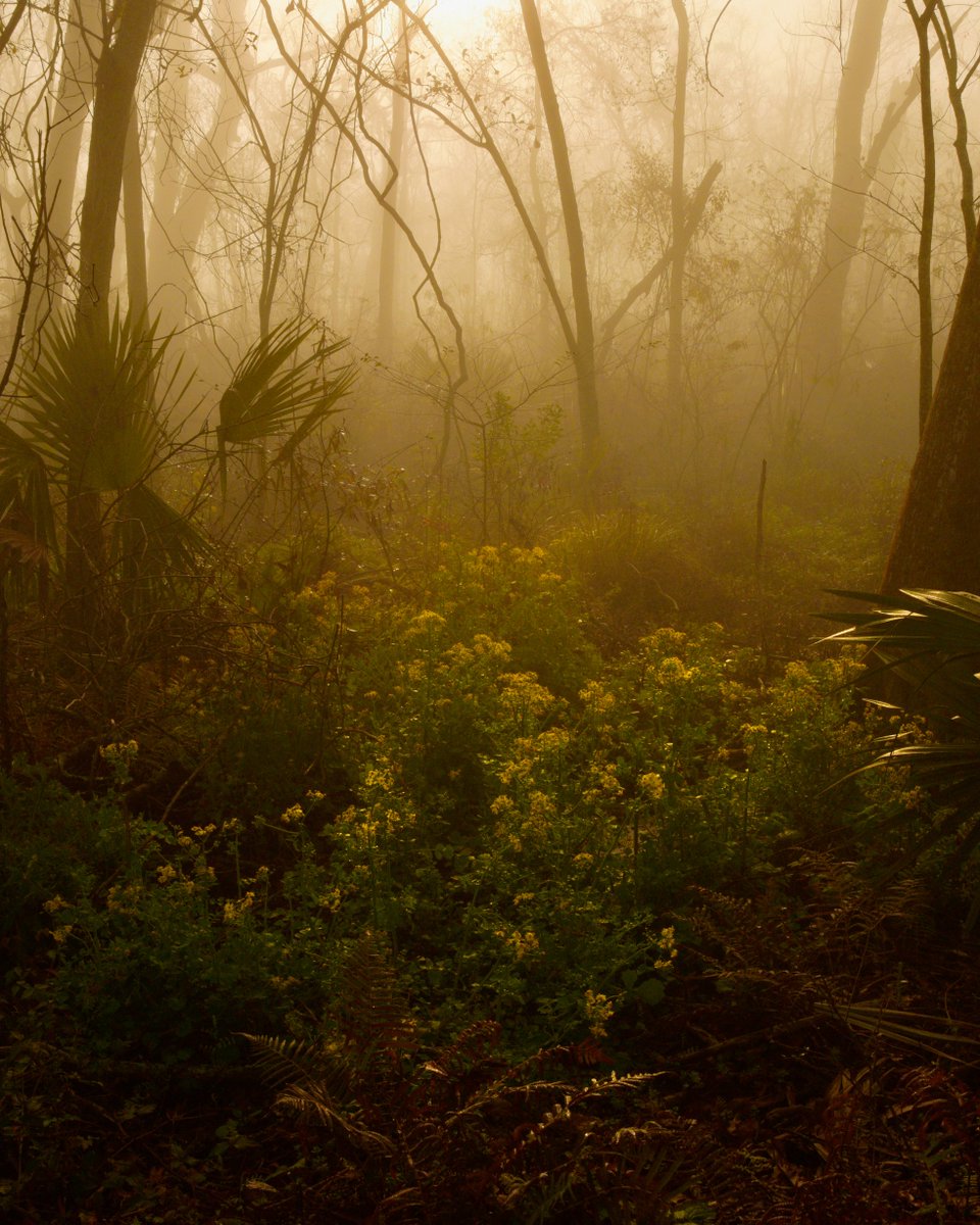 virginiahanusik's tweet image. there were no photographs of south louisiana in this morning's new york times piece about how new orleans will no longer exist during my generation so here's some beauty that i know and love very much