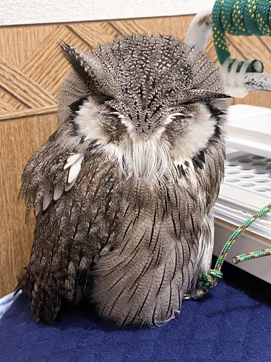 私が旅行中しばらくアキフクさんでお泊まりしたミュゲ🏡🦉
お出かけ後はいつもくたくた🫠
そんなときはパーチから降りて爆睡しがちです( ˘ω˘ )💤
おつかれミュゲさん
#アフリカオオコノハズク
#フクロウ #owl
#ミュゲ