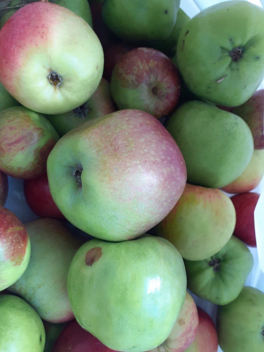 We have had some lovely #homegrown beetroot, runner beans and apples donated to us (thanks to Linda Halliday) which are available in today's  #CommunityFridge 

Open today 12.30-2.30pm, please bring a bag and minimum £2 donation. 

#HereForSwansea 
#EatWell