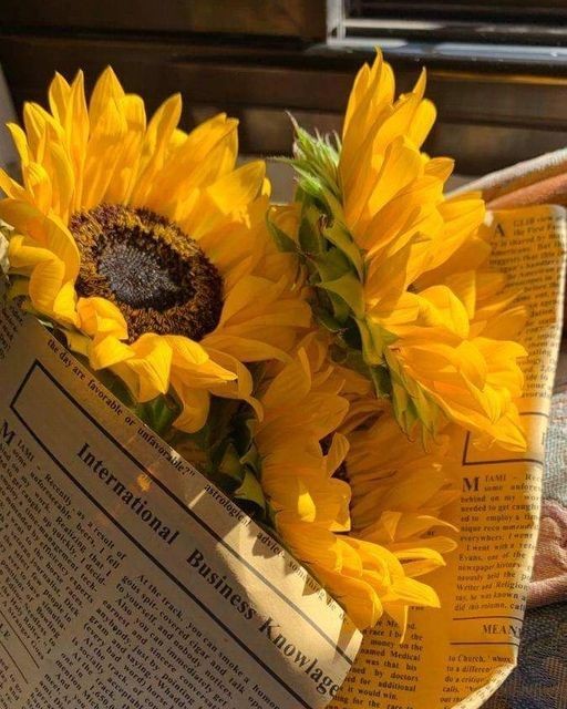 SUNFLOWER 🌻 tweet media