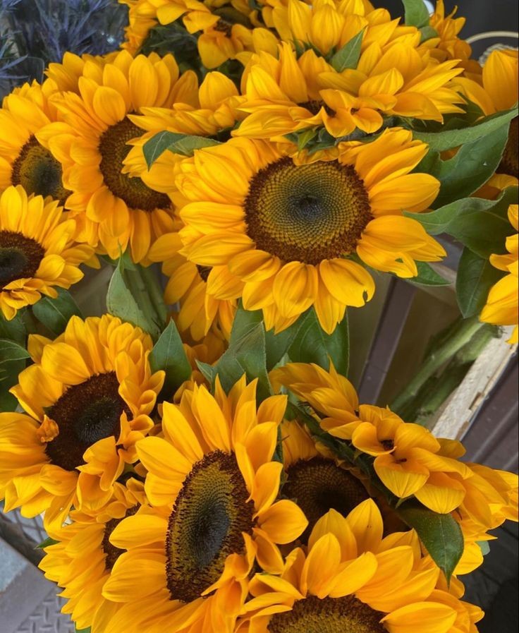 fresh🌻