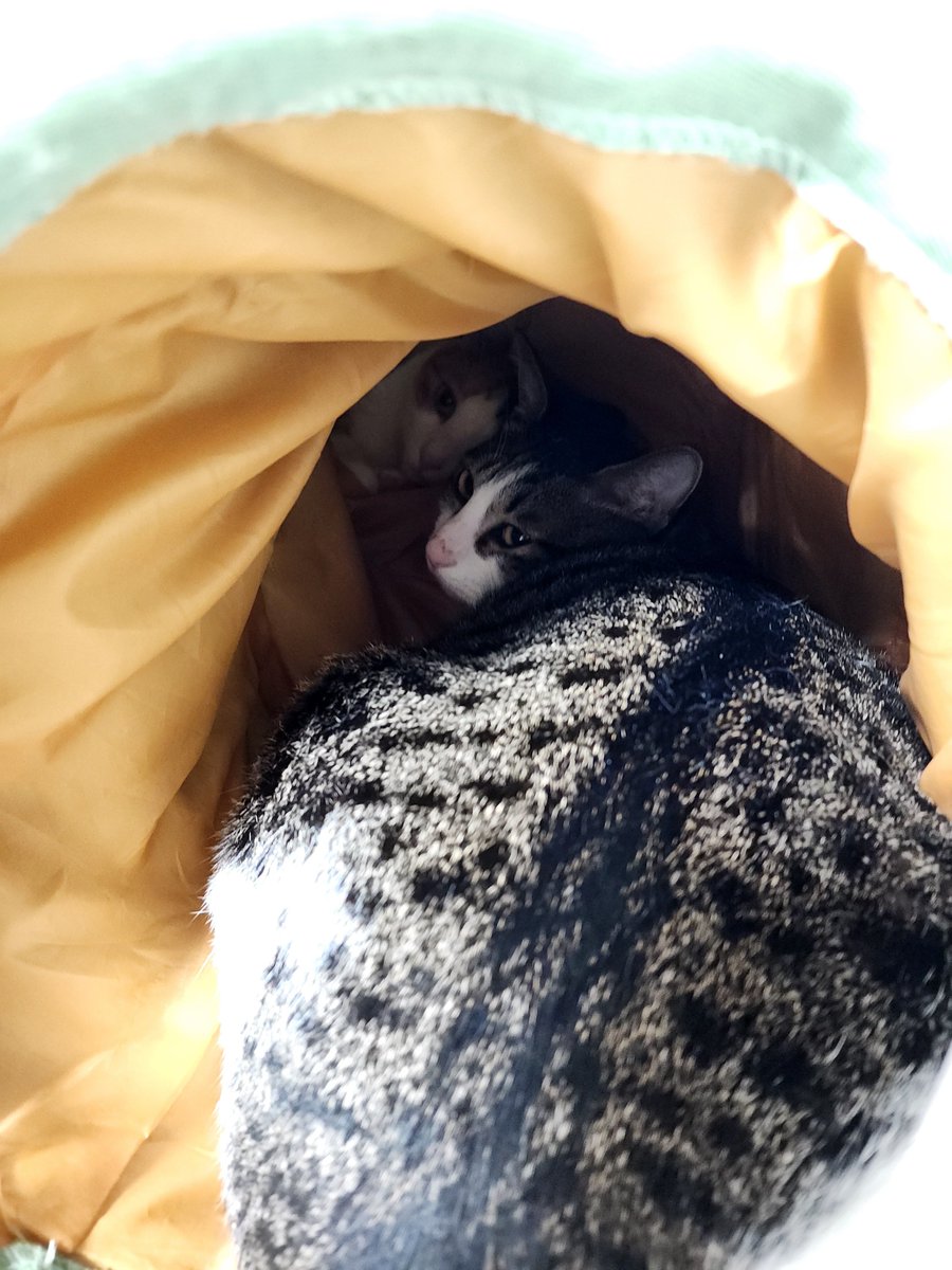 한 숨숨집에 두 고양