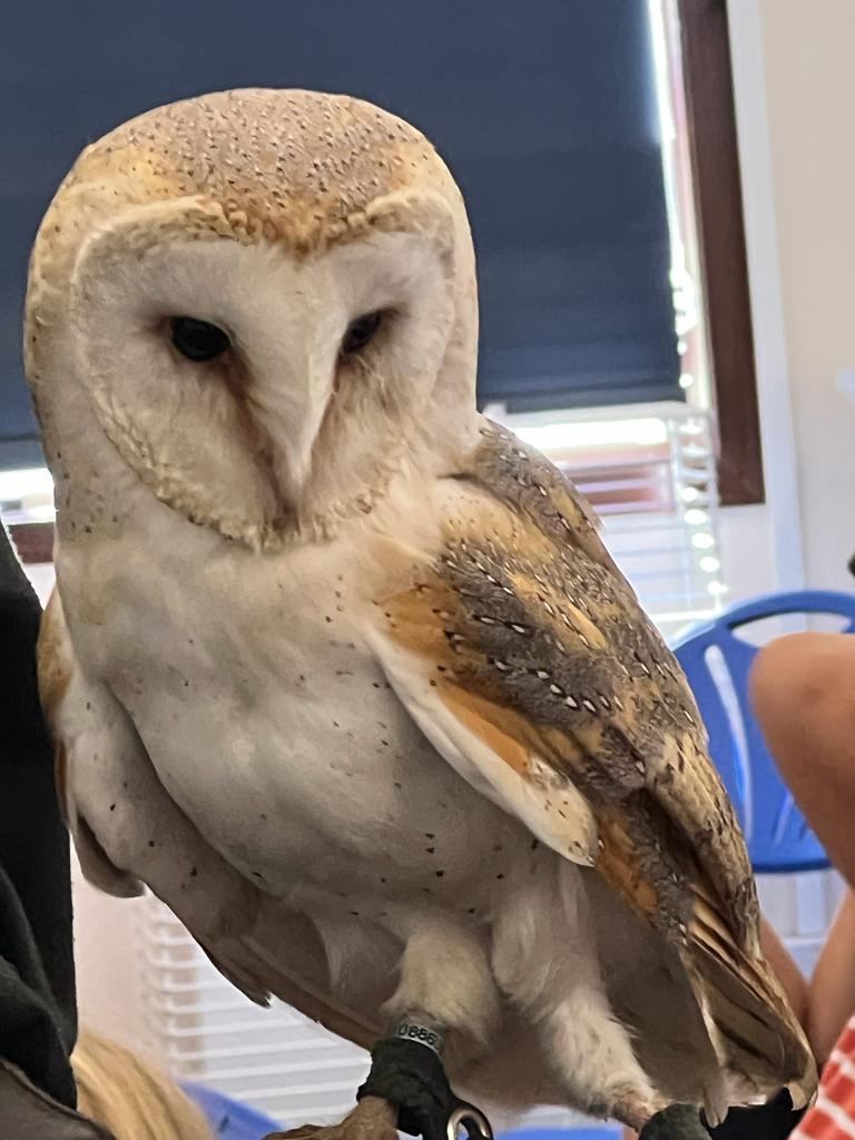 BeehiveOf's tweet photo. Thank you to Berkshire Birds of Prey for visiting us today! Always a huge pleasure to see you and your magnificent birds 🦉🦅
#SummerHolidayClubs https://t.co/SOpbI4PB8A